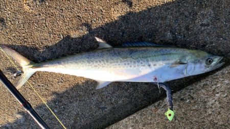 神戸空港でサワラ